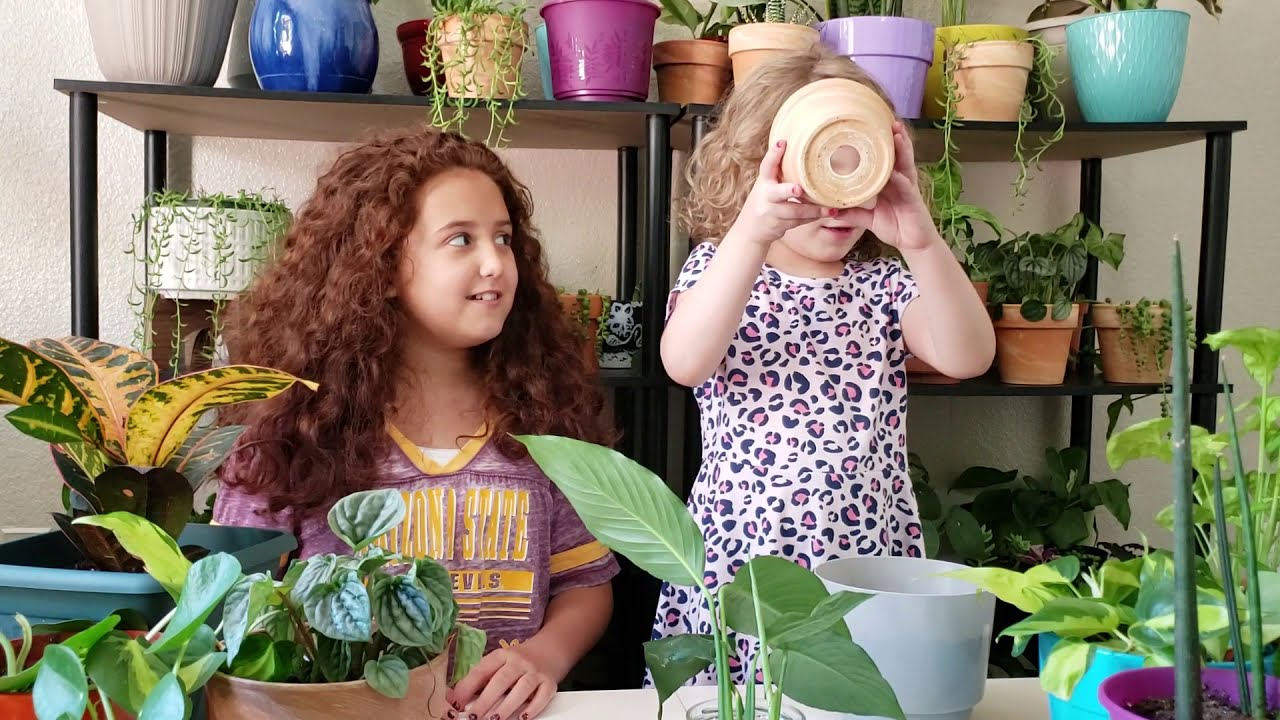 How to: Re-pot broken a house plant with a good outcome