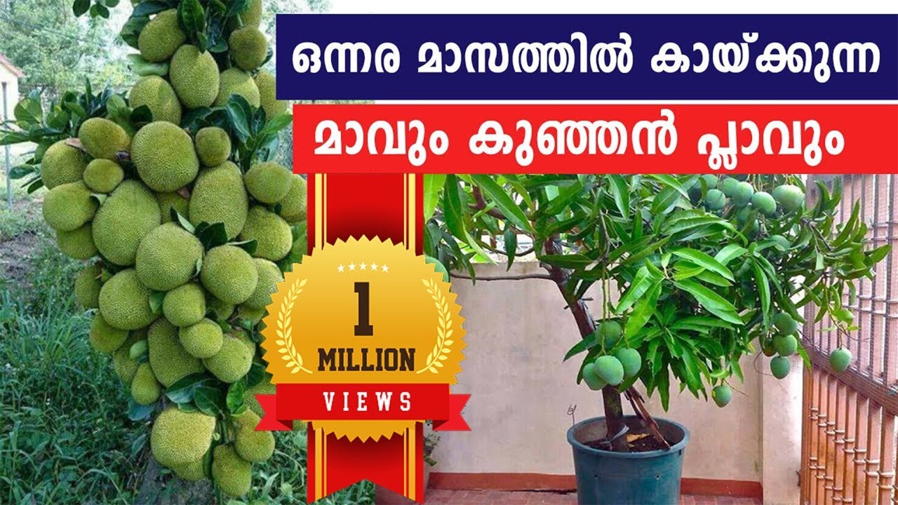 മികച്ചയിനം മാവ് പ്ലാവ് തൈകള്‍ വില്‍പ്പനയ്ക്ക്  | കുള്ളന്‍ മാവ് | കുള്ളന്‍ പ്ലാവ് | mango tree kerala