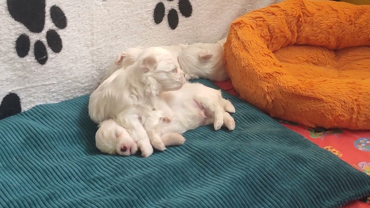 Доброе,милое утро в Царстве хвостиков 🥰 Продажа щеночков доставка по миру+79788972514