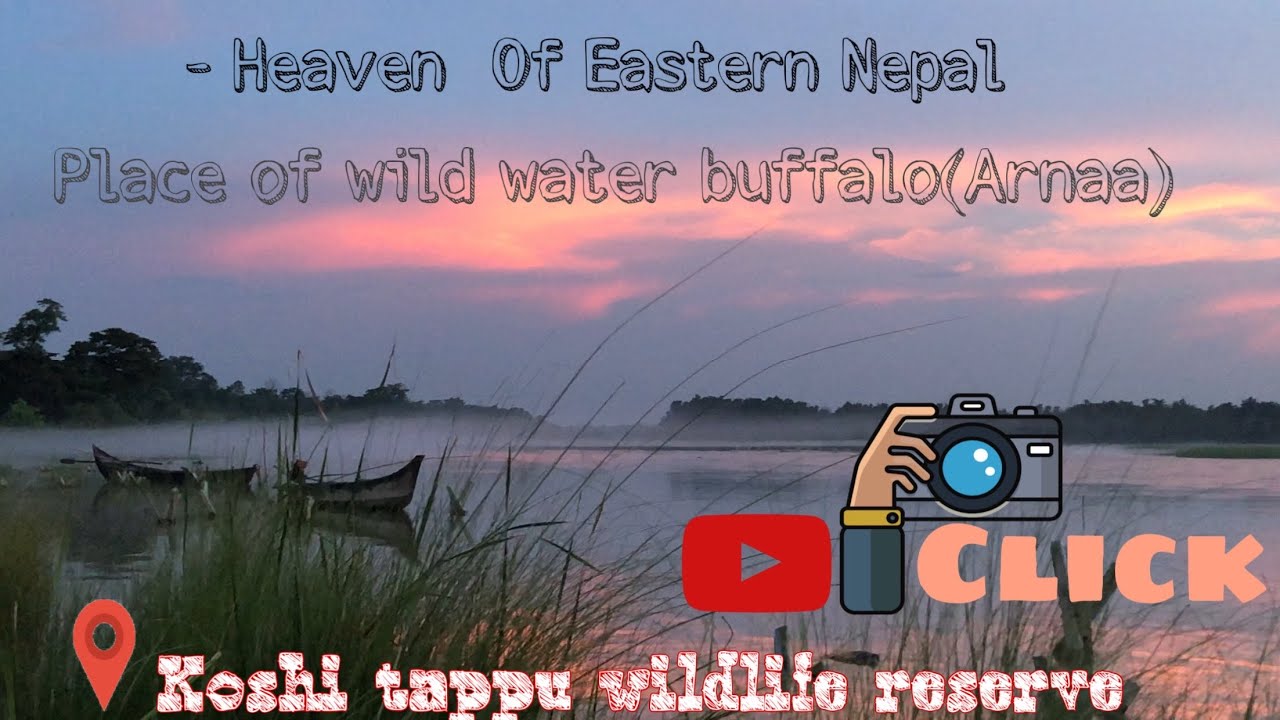 Heaven Of Wildlife In Eastern Nepal #Koshi_Tappu_wildlife_Reserve  #Eastern_Nepal #Travel #click
