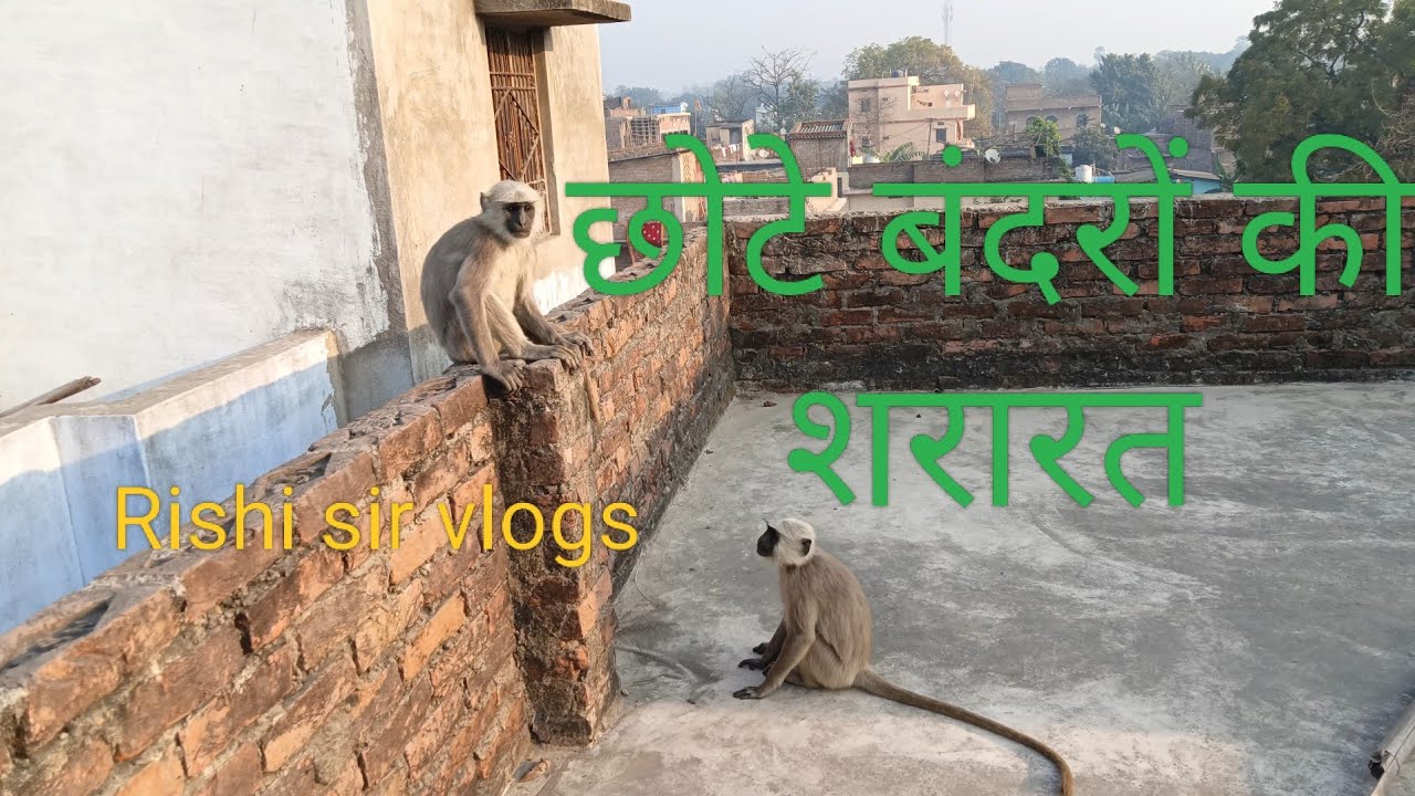 बंदरों की शरारत@Rishisirvlogs