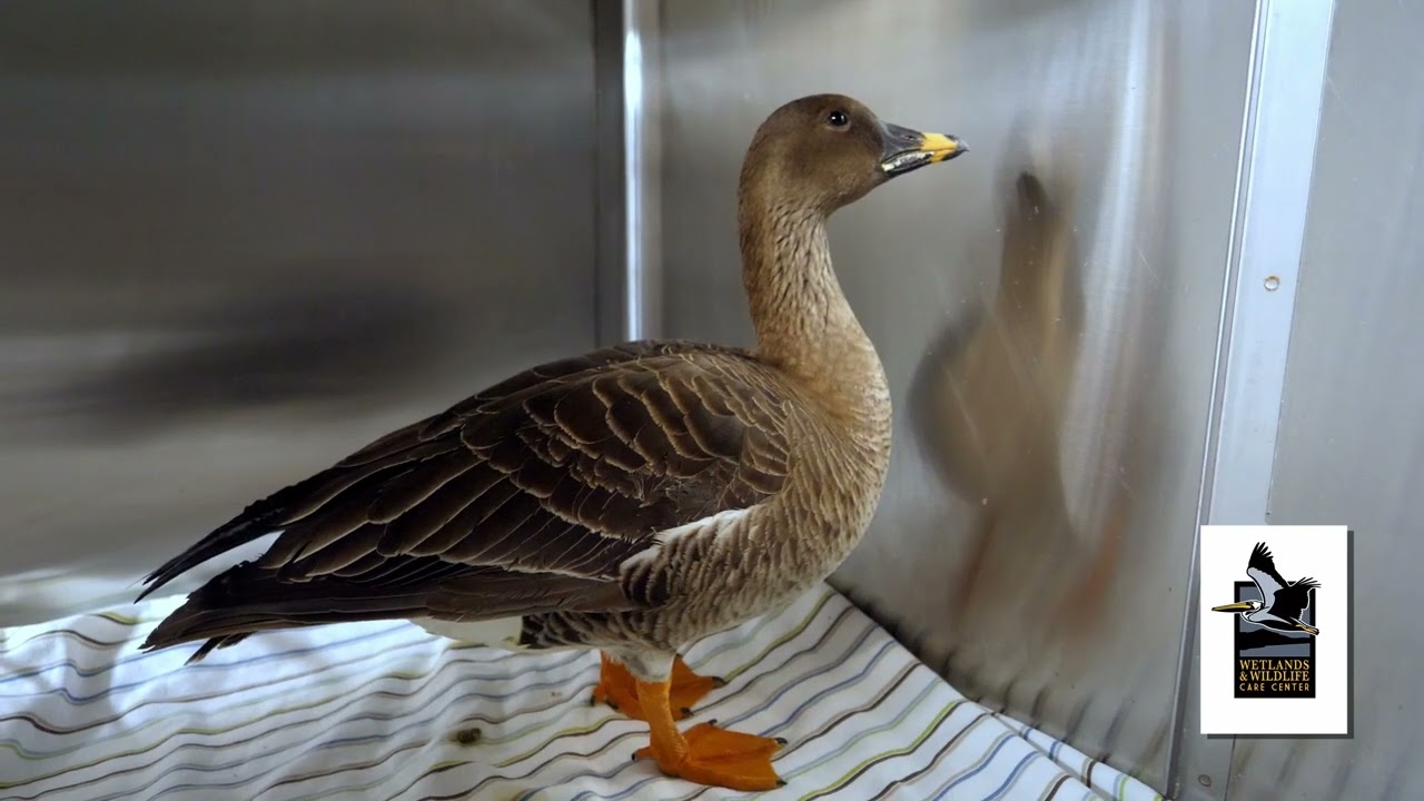 A Little Bean Goose Update