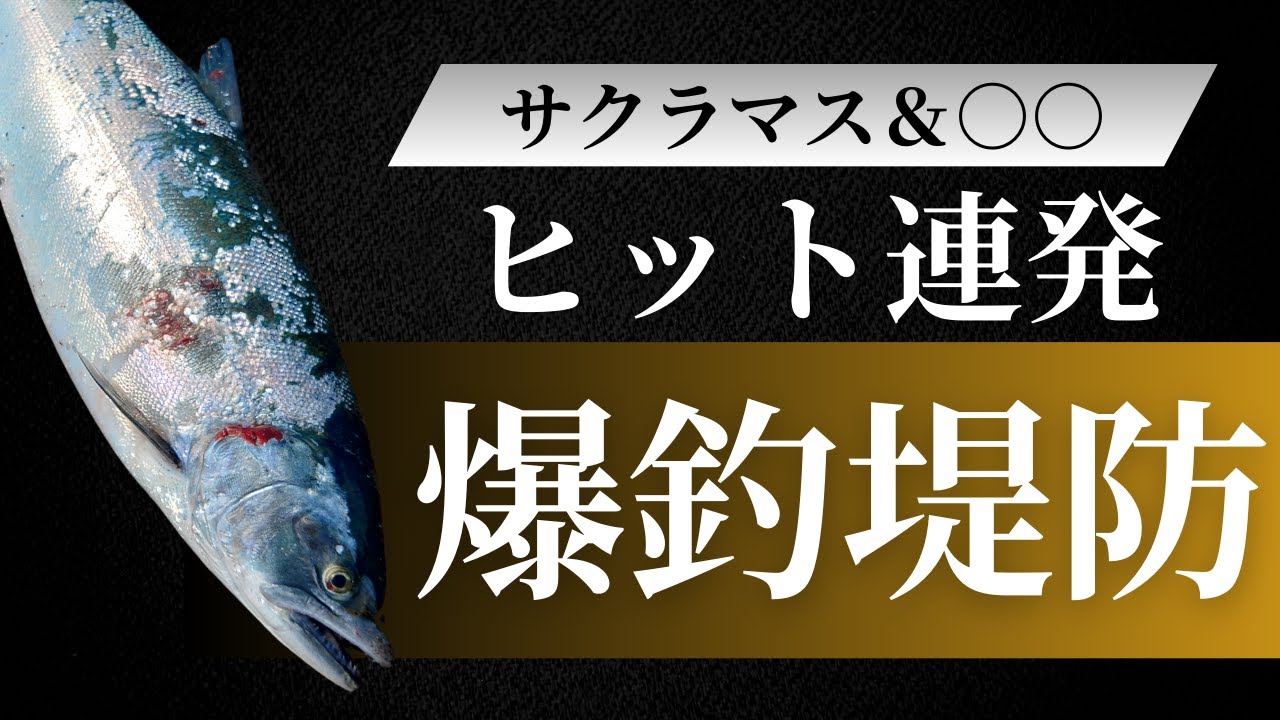【北海道】【釣り】ヒット連発の爆釣堤防💖桜鱒キター！！＃サクラマス＃ルアーフィッシング