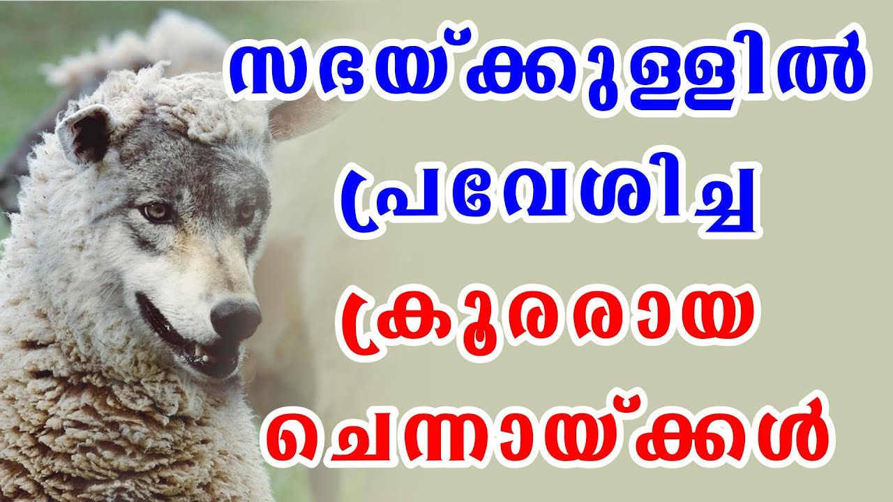 സഭയ്ക്കുള്ളിൽ പ്രവേശിച്ച ക്രൂരരായ ചെന്നായ്ക്കൾ . / ദൈവവചന സന്ദേശങ്ങൾ.