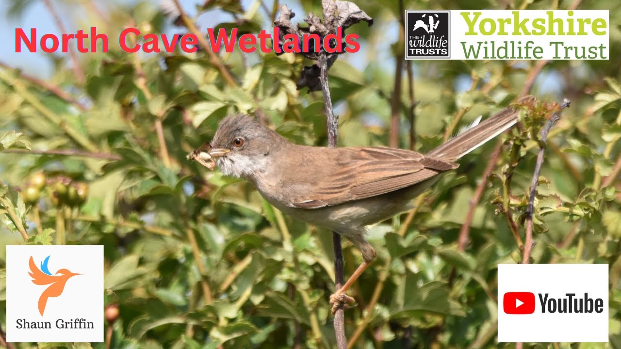 North Cave wetlands  - Yorkshire Wildlife Trust (Jul 25)