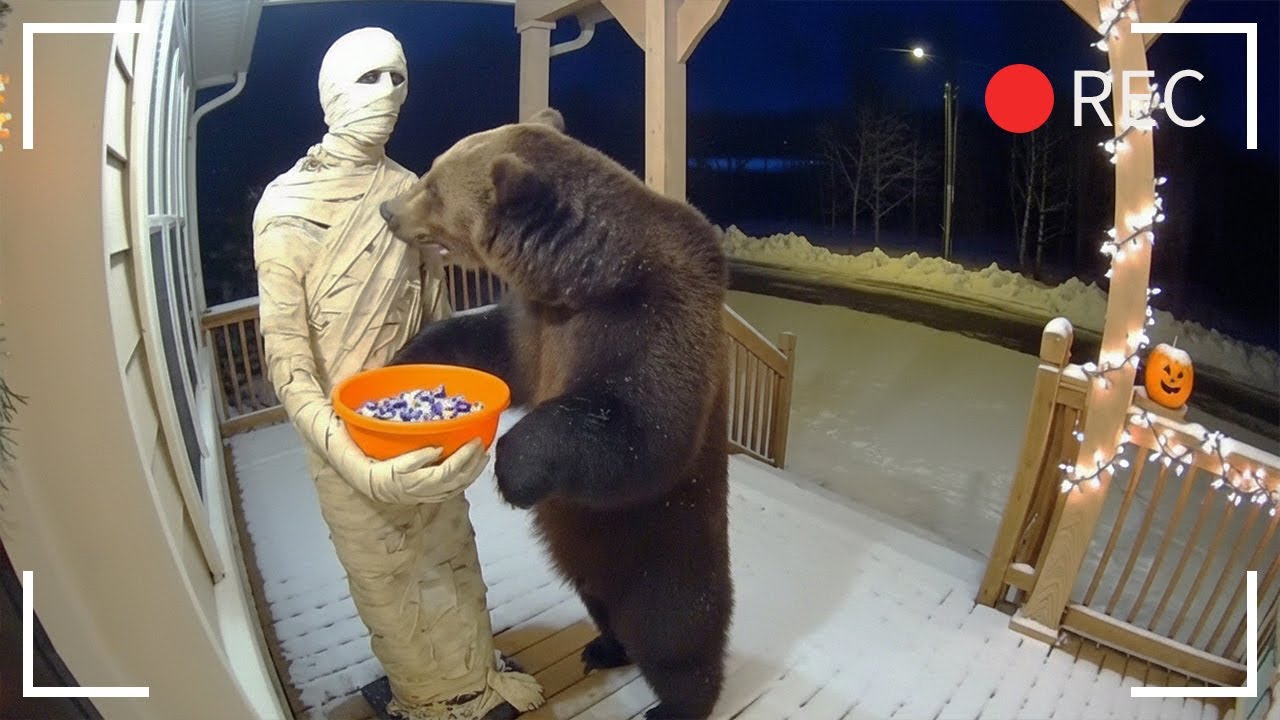 Bears gets scared by Halloween decoration 🐻🎃 Funny animal videos