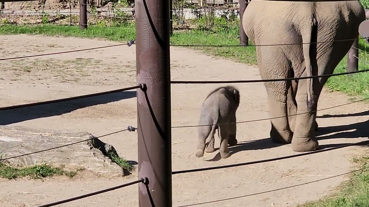 Columbus Zoo baby elephant cuteness