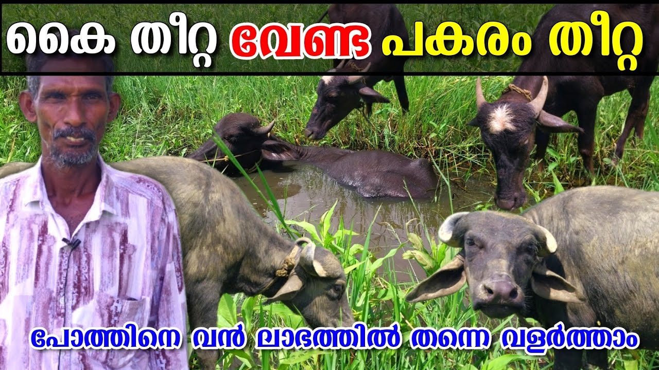 എല്ലാ വർഷവും 20 പോത്തുകുട്ടികളെ വാങ്ങി വളർത്തുന്ന അയ്യപ്പൻ ചേട്ടൻ ❤️ @edapparambilfarms