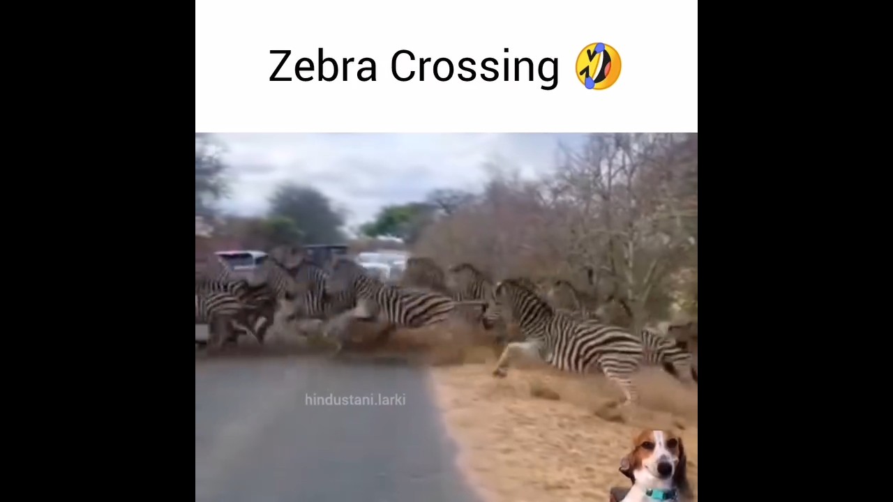 real-life zebra crossing 😂🤣 