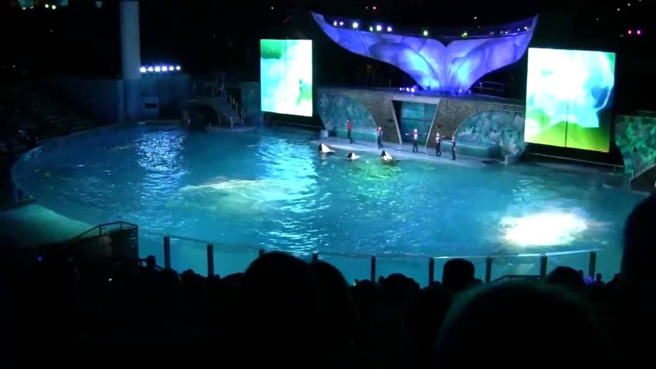 Shamu Rocks in High Definition HD at SeaWorld Orlando 12th October 2008