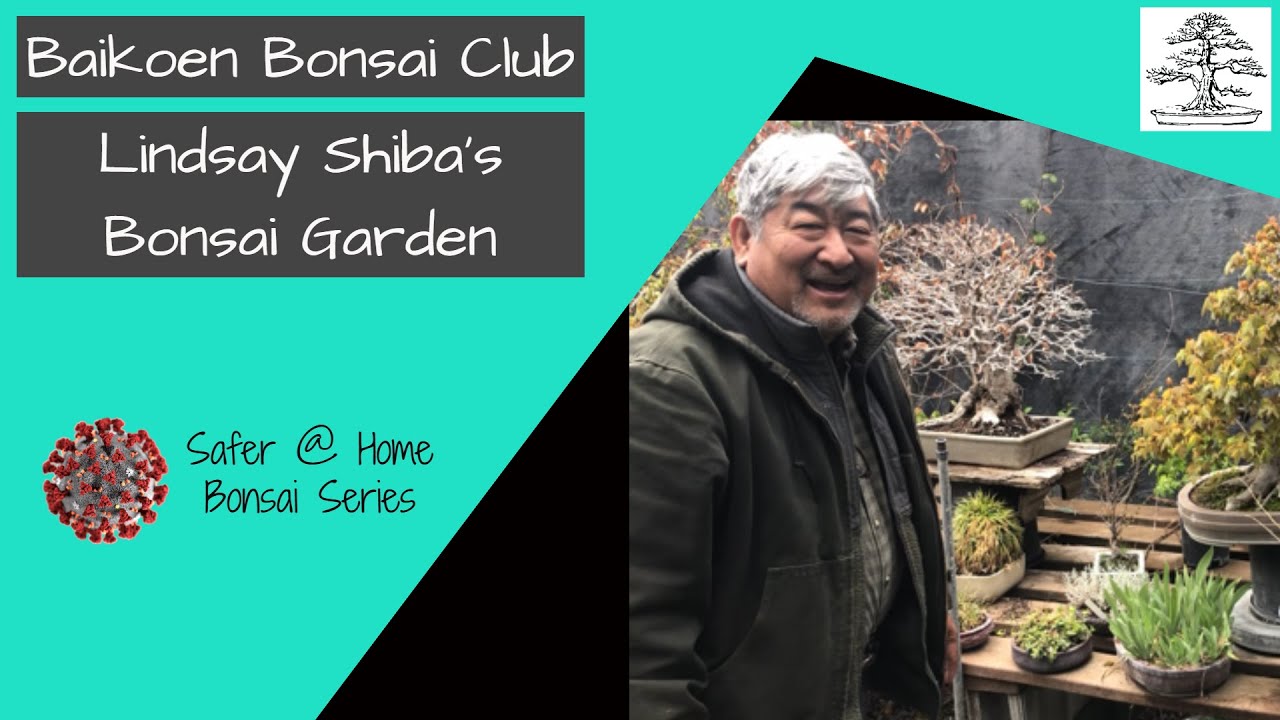 Lindsay’s Shiba Bonsai Garden Baikoen Bonsai Club