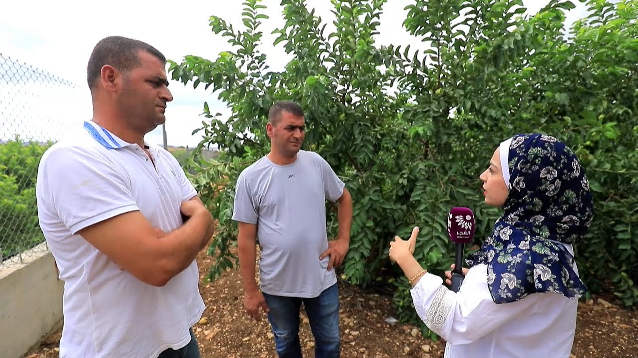 حكاية الجوافة قديماً وحالياً مع التوأم سائد ورائد عودة