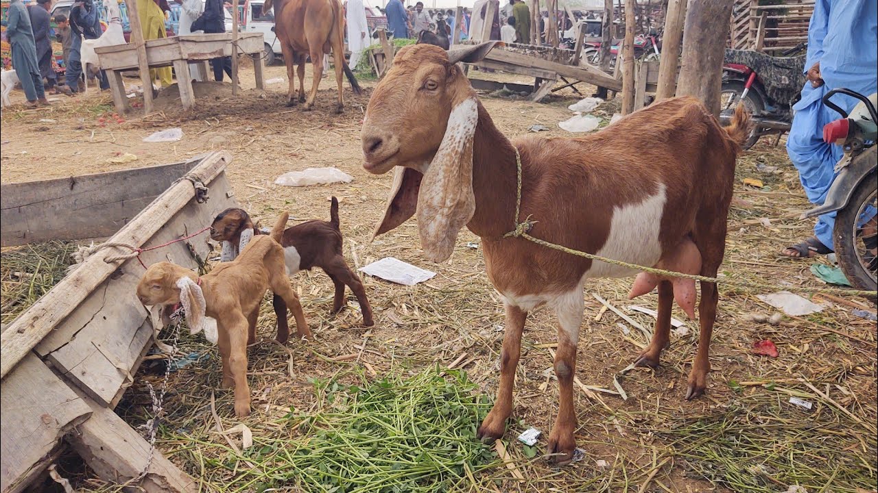 THATTA BAKRA MANDI EXPLORE #Thatta#GoatFarm #Vlog#Goat#Cow#Buffalo #Animals#Cattle#FarmFresh#A2Z