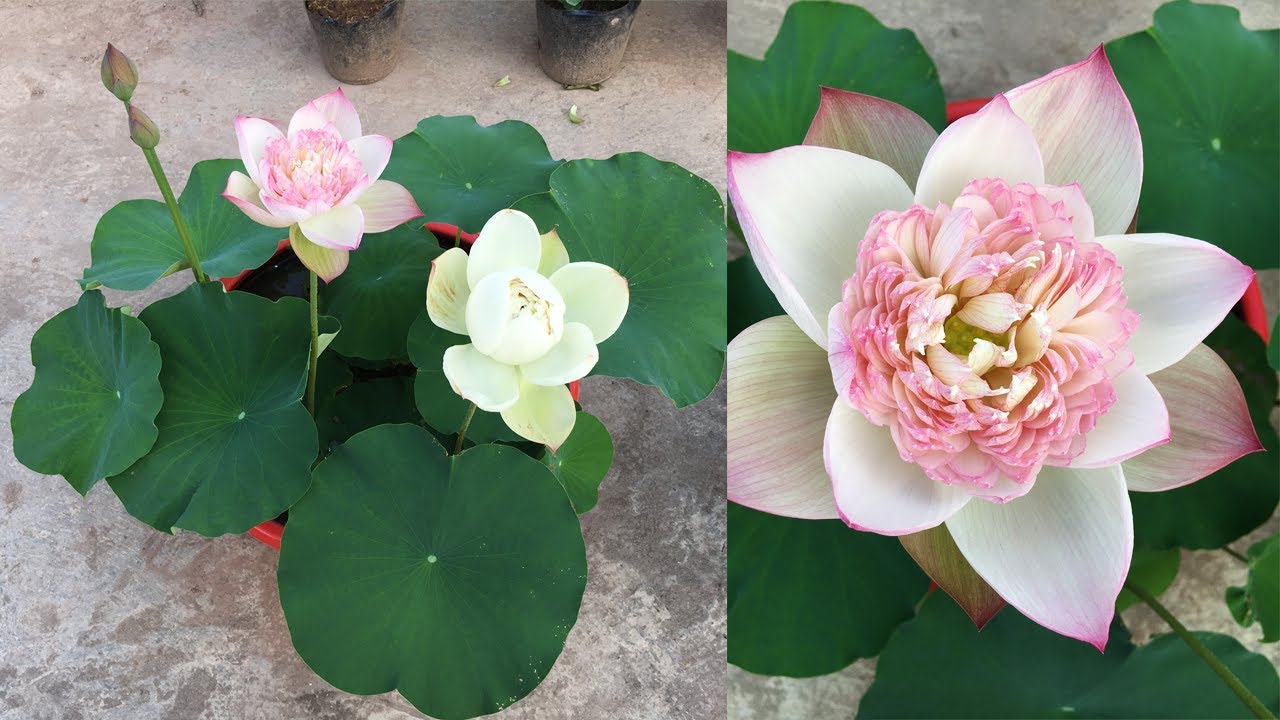 How to grow super lotus in pots at home, beautiful and many flowers, easy to grow