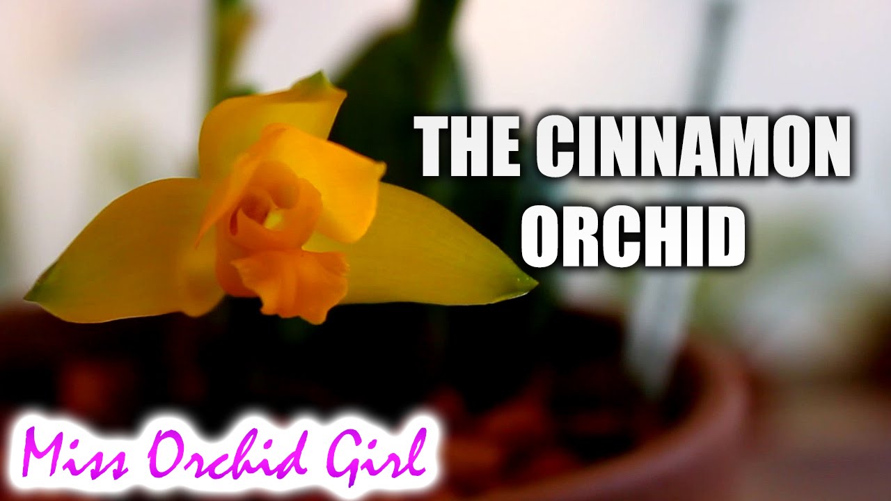 Orchid identification - Lycaste aromatica, the cinnamon Orchid