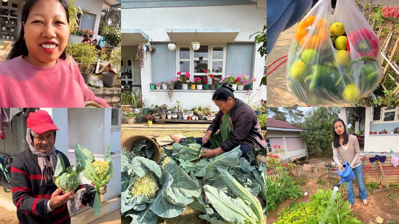 Naya khet ka naya Phool gobi harvesting 🥦🥦🥬//Shamko koi mehman aya 😍//Shillong vlog//Meghalaya