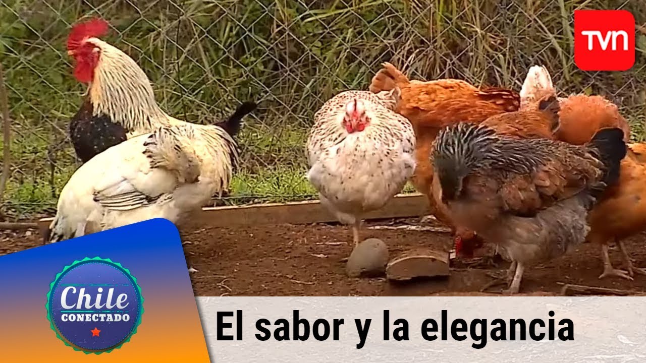 El sabor y la elegancia del huevo | Chile conectado | Buenos días a todos