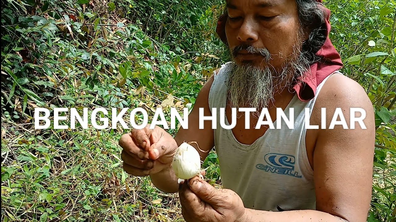 MBAH JENGGOT MENDAPAT BENGKOAN LIAR DAN UMBI 🤩