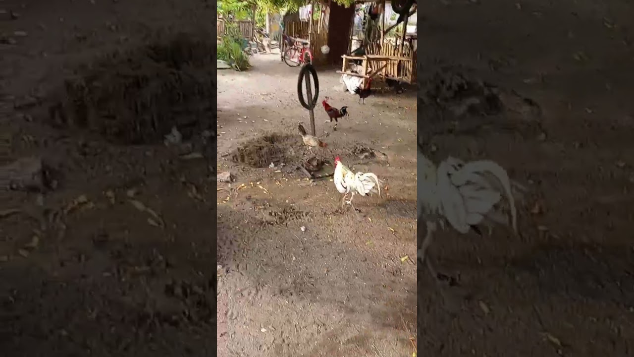 Filipino Fighting Roosters (Sabong)
