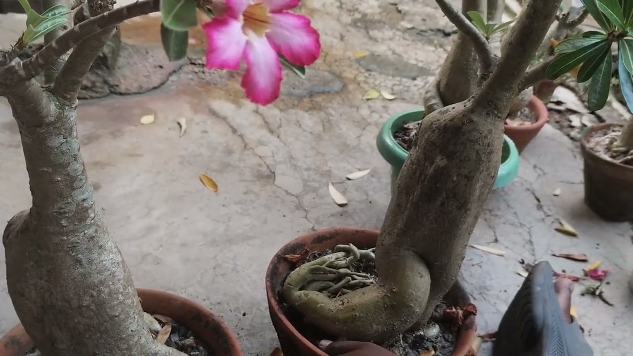 প্রচুর ফুল আনতে কি করা উচিত । অ্যাডেনিয়াম গাছে প্রচুর ফুল আসলে কি করা উচিত