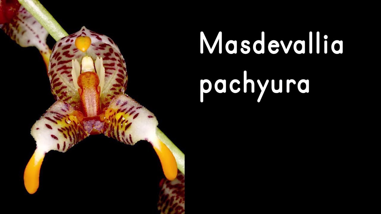 Orquídea Masdevallia pachyura