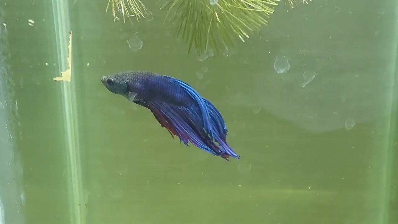 Epsom  salt bath for Betta fish