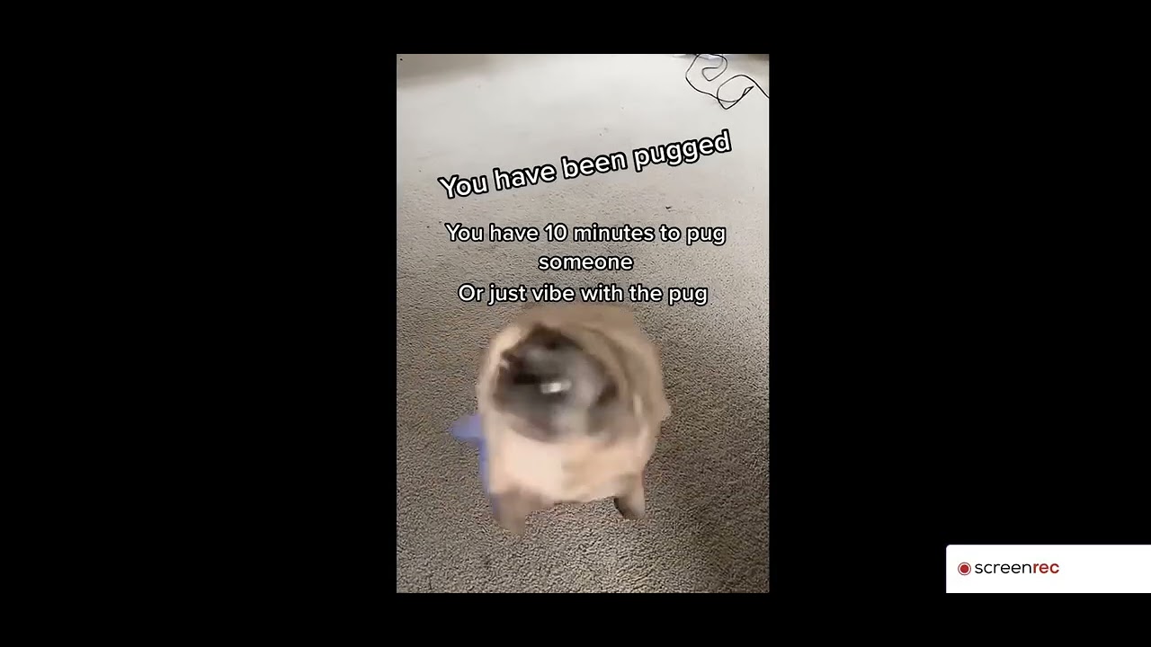You have been pugged 🐾 