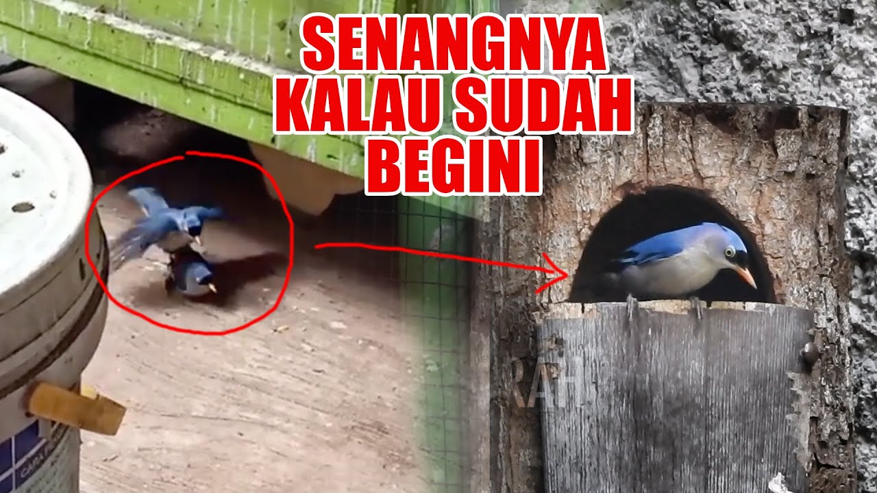 TERNAK RAMBATAN PARUH MERAH DI RUMAH, BURUNG MASTERAN MUNGIL TAPI HARGANYA JANGAN DITANYA!!