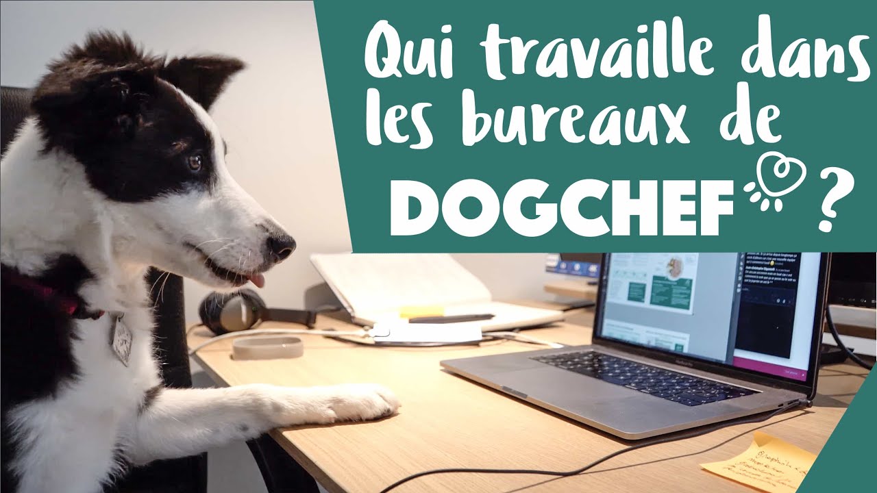 Qui travaille vraiment dans les bureaux de Dog Chef ?