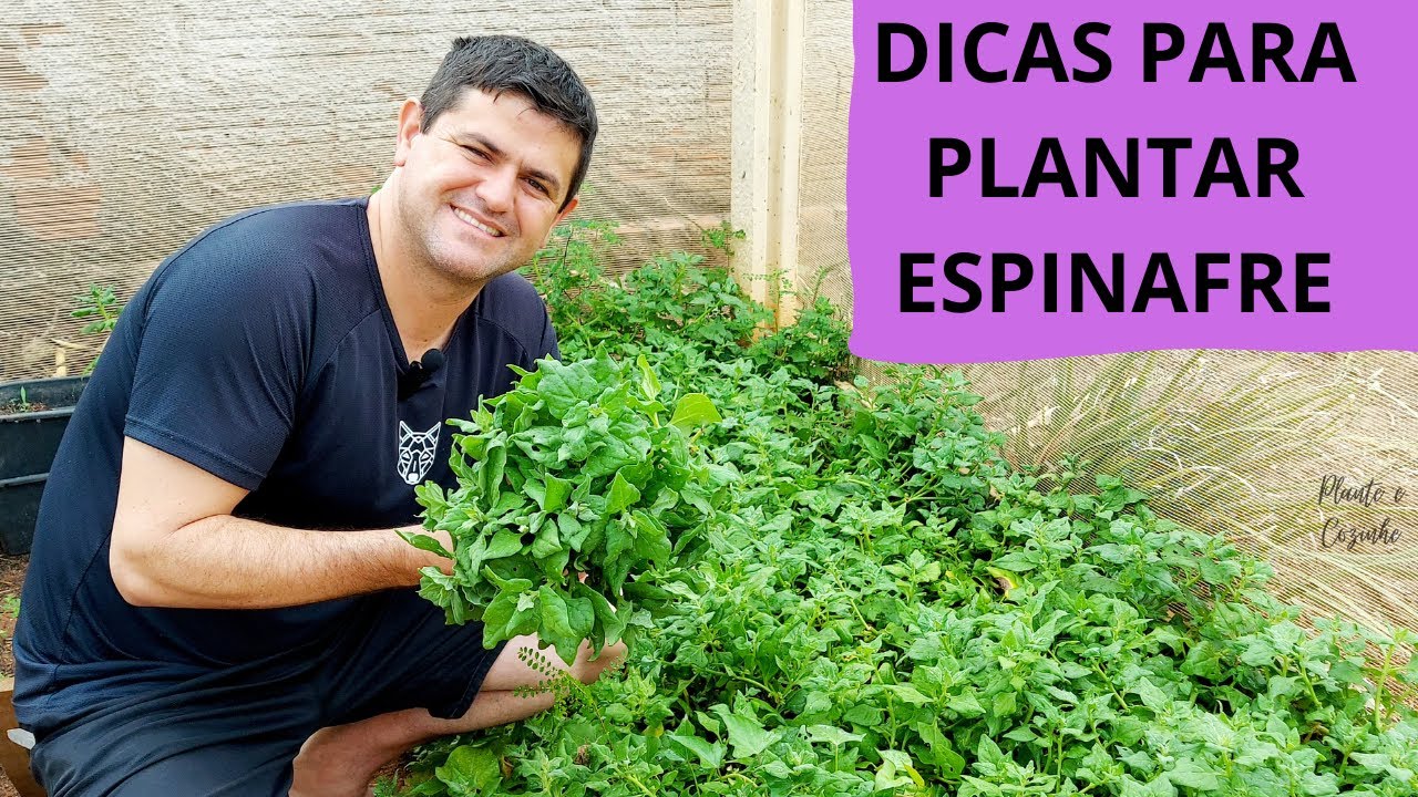DICAS PARA PLANTAR ESPINAFRE: como cultivar e ter uma produção enorme!