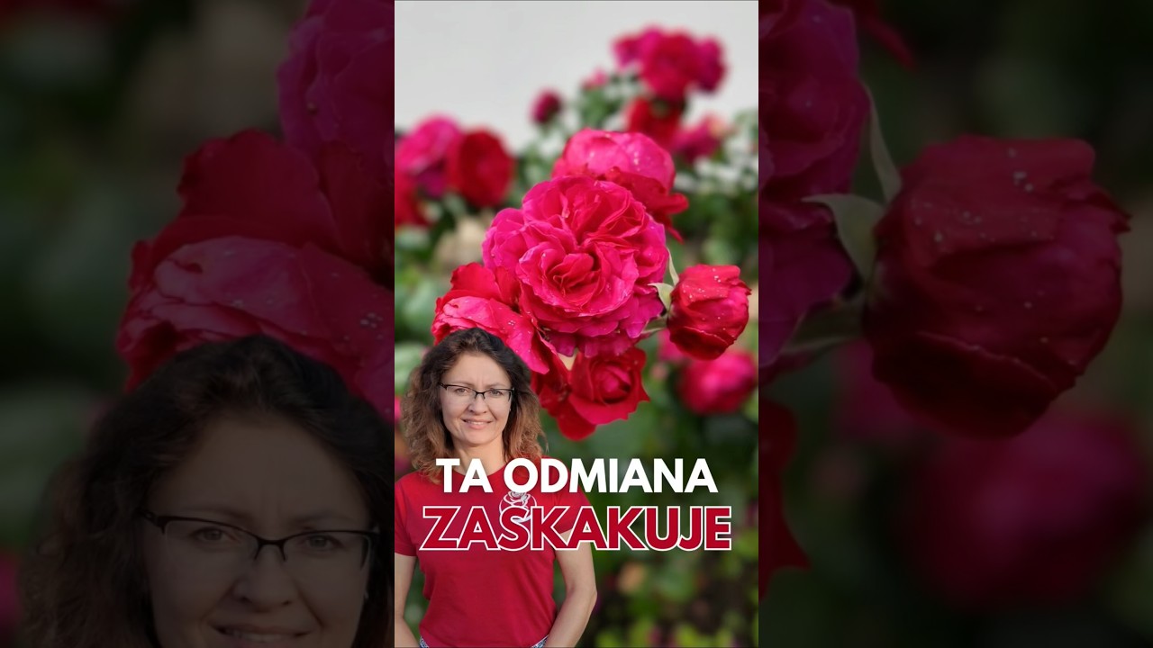 Red Leonardo&reg; 🌹 Mocna czerwień, pełne kwiaty, świetna zdrowotność. Doskonała r&oacute;ża rabatowa. ❤️