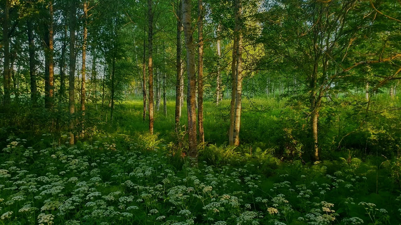 Peaceful Summer Forest Ambience 🌲 Gentle Birdsong & Morning Sun | Sleep, Study, Relaxation