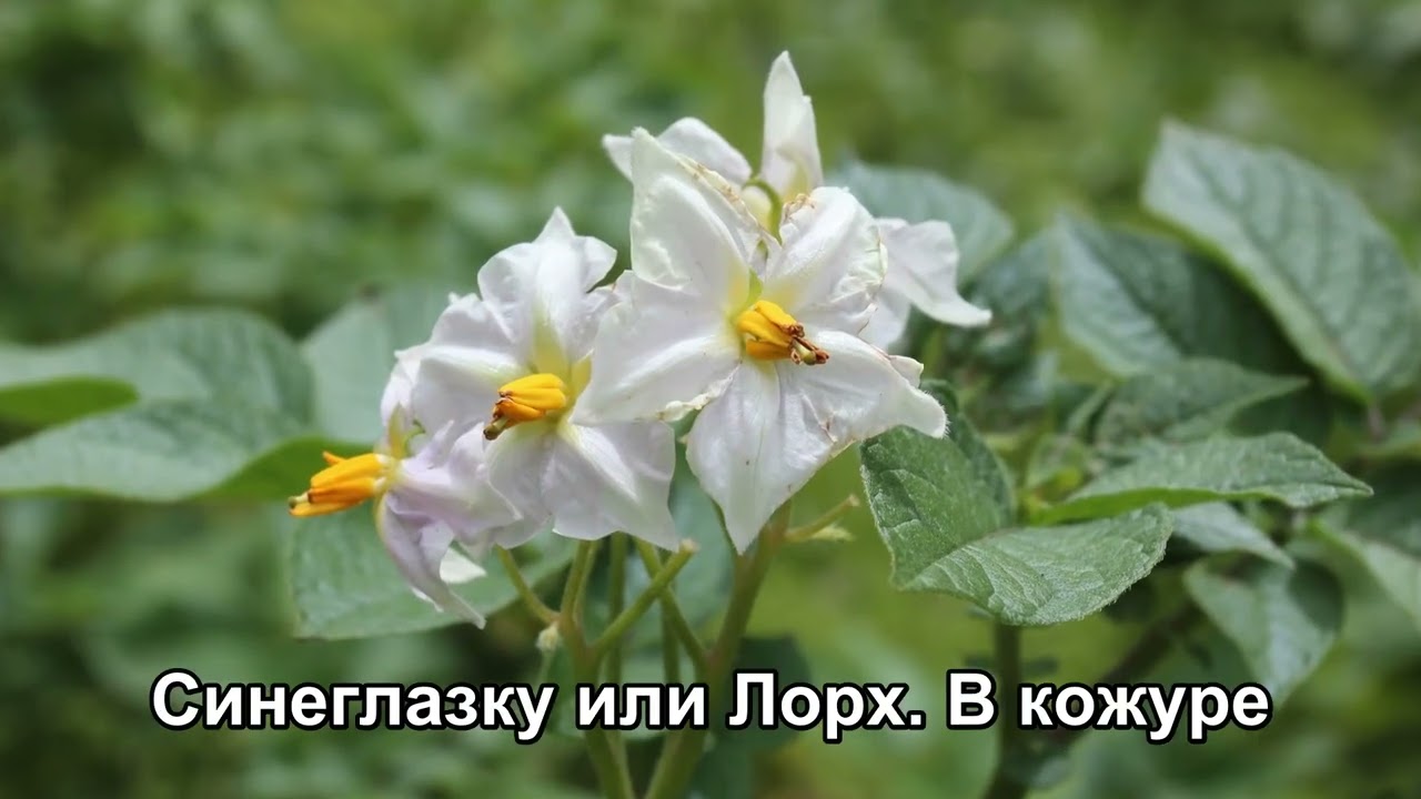 Забытый метод амишей позволяет собрать более 50 килограммов картофеля на 4 квадратных футах земли