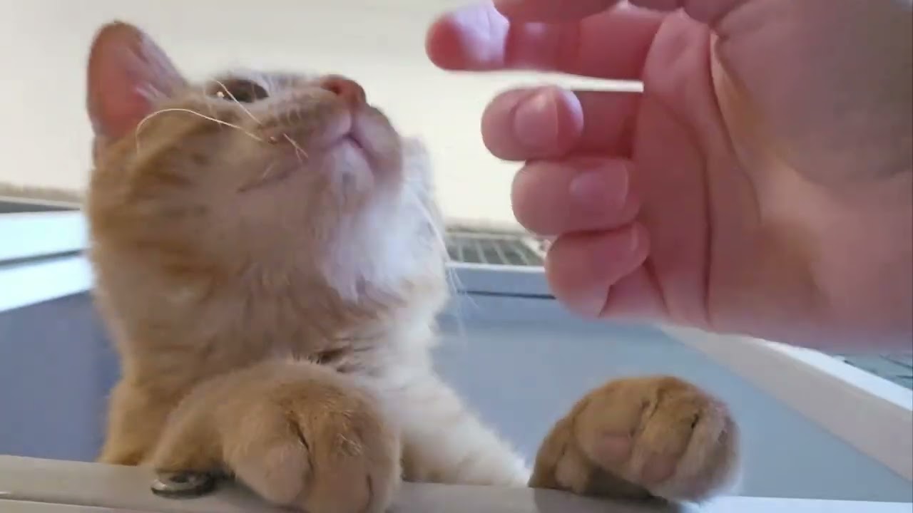 Shelter Cat Lyon Gets Remaining Brain Cells Squeezed Out of His Orange Noggin! [REAL]