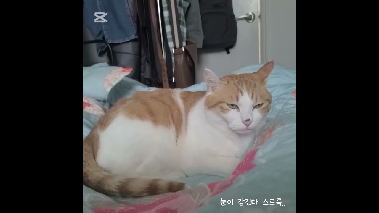 그의 낮잠 루틴을 분석해 보았다..