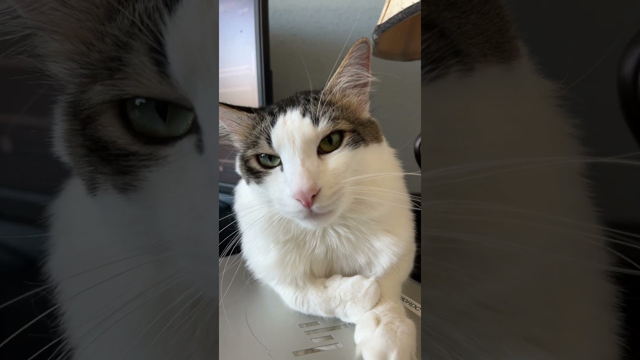 Meet My Rescued Cat From Qatar His Name Is Qatari  