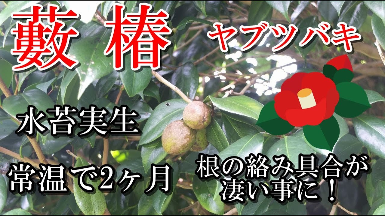 【ヤブツバキ水苔実生】土に籾殻燻炭を混ぜ植え替え、常温で発根、根の絡み具合が凄い事に！ 自然に面白い曲が付きます