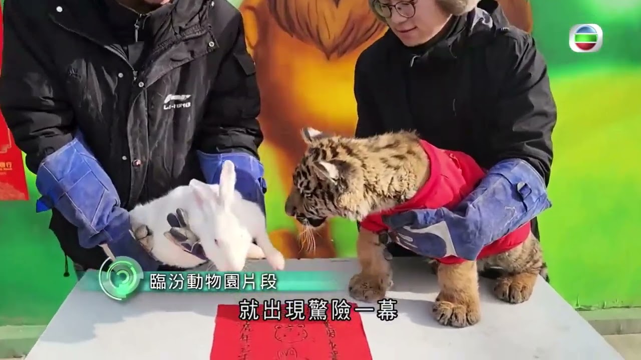 Chinese New Year 2023 - Baby tiger attack rabbit