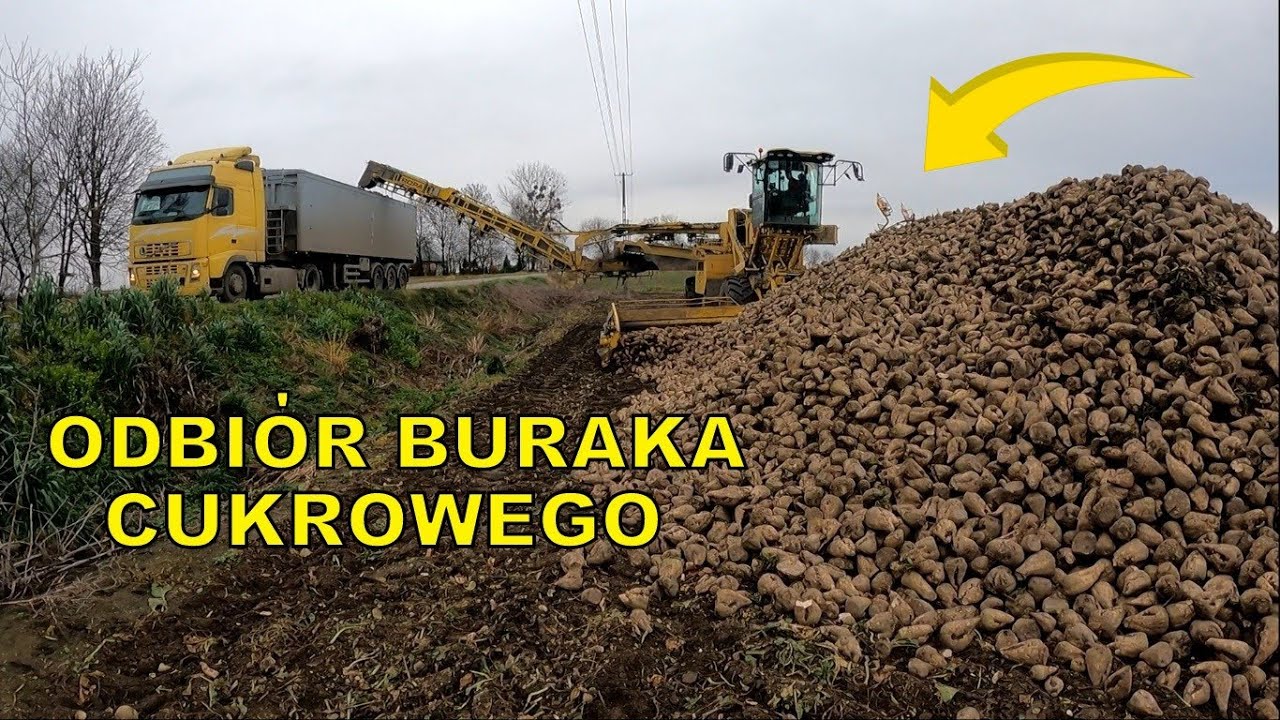 NIE CHCIELI ŁADOWAĆ BURAK&Oacute;W! |AgroLovers