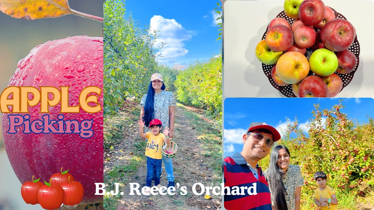 Apple Picking & Autumn Vibes at Reece’s Orchards | Picking the Perfect Harvest | Ellijay, Georgia