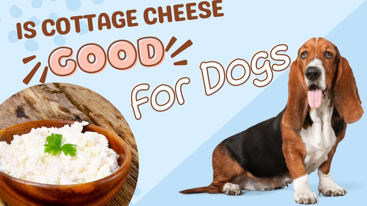 Is Cottage Cheese Good For Dogs?&nbsp;Health Benefits