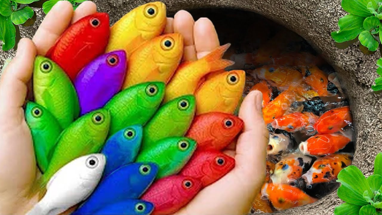 Catch beautiful aquarium fish in small pond baby: turtles, eel, pencil fish, glass guppy, nemo fish🐠