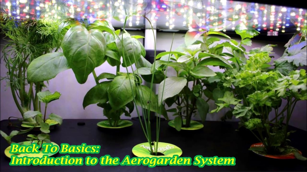 Back To Basics: Introduction to the Aerogarden System