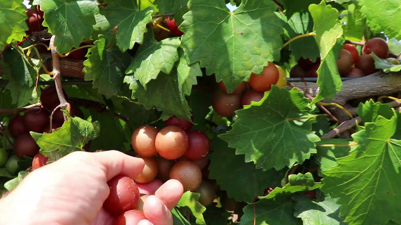 Summit Muscadine