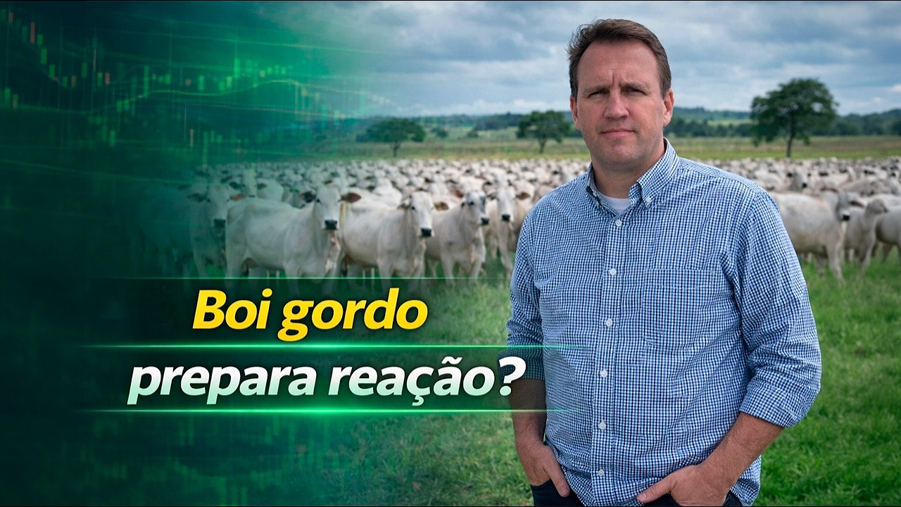Boi gordo a passos lentos nesta segunda quinzena. Vai subir? Thiago Bernardino, do CEPEA , analisa