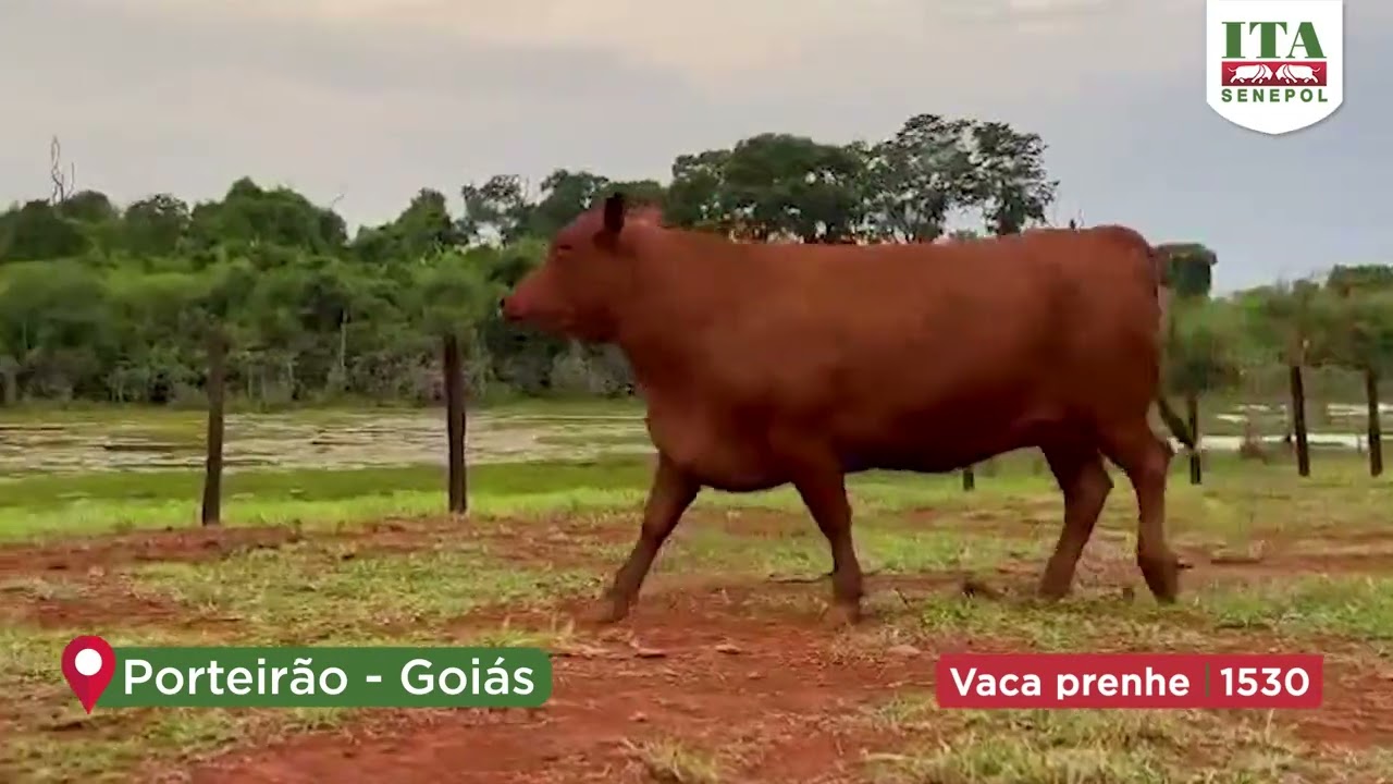 Projeto Catira: VACA PRENHE 1530