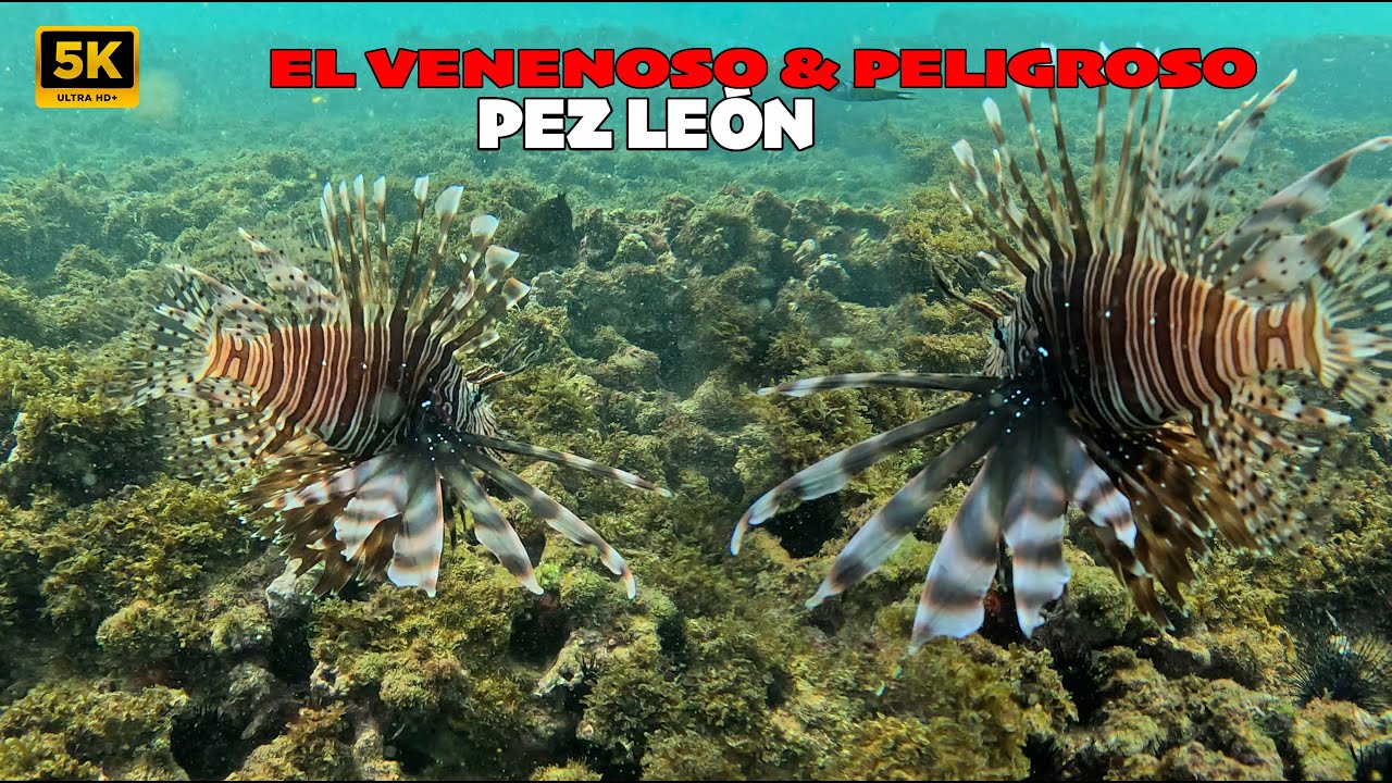 ¡WAO, LA PESCA DE HOY FUE EXCELENTE! COGÍ DE TODO UN POCO, HASTA EL PELIGROSO Y MORTAL PEZ LEÓN