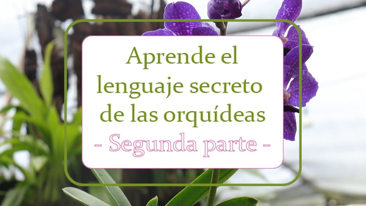 Aprende el lenguaje secreto de las orquídeas | Segunda Parte