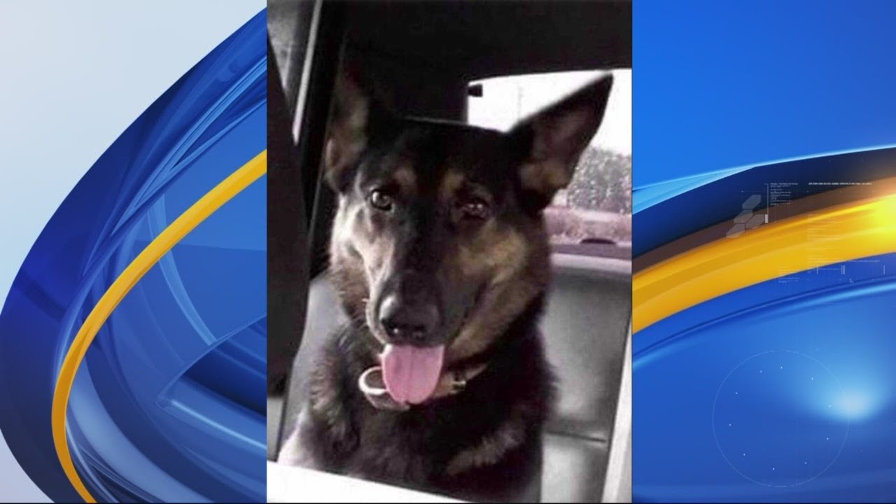 K9 officer dies from heat stroke