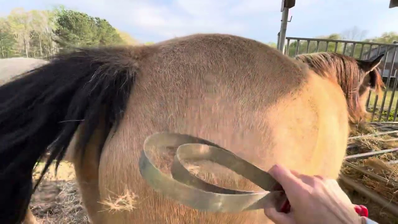 De-Shedding my horse Catalina #horsecare #horse #grooming #shedding #asmr